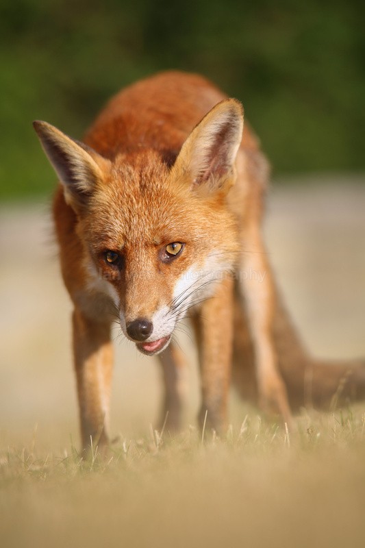  - Bristol Urban fox - foxes in family group