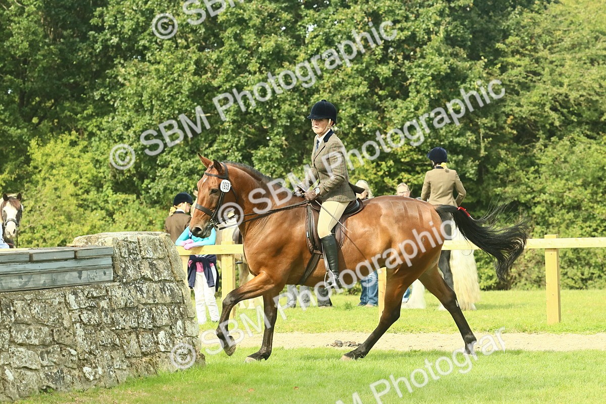 SBM_66713 - S34 - Rehabilitated Rescue Horse & Pony In Hand & Ridden