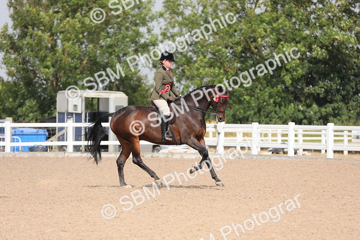 SBM_11504 - Class 305 Ridden Foreign Breeds- Pure Bred