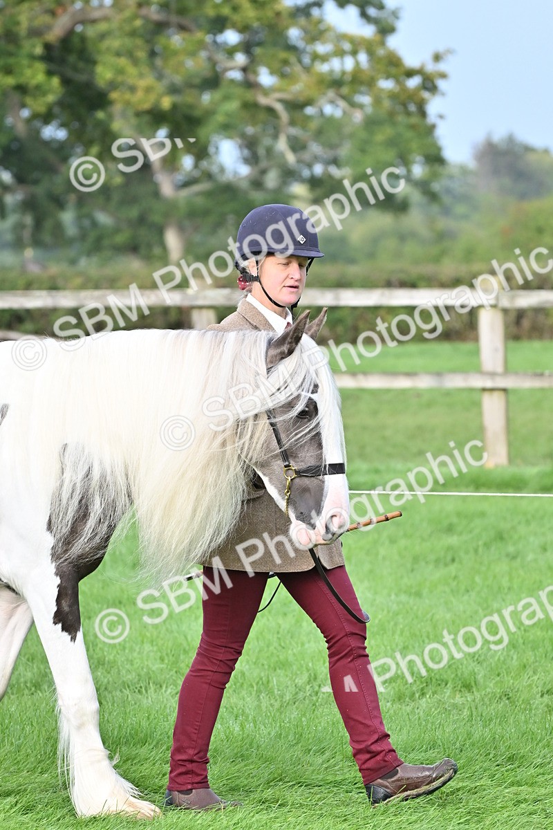 SBM_56836 - S45 - Coloured Pony In Hand