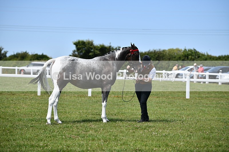 DSC_7476 - Class 63: Coloured Horse Youngstock