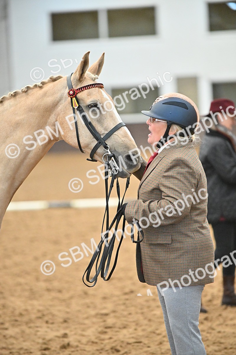 EB7_8411 - Class 3 - In Hand Foreign Breeds & Warmbloods
