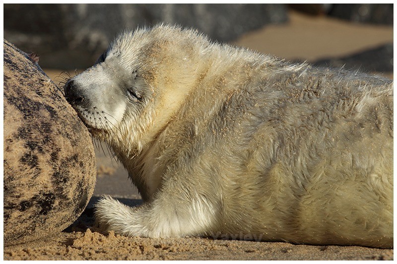 Mothers Milk - The British Wildlife Photography Awards 2009 to 2014