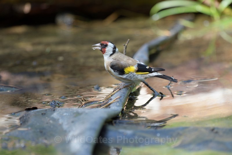 2017-11-07-19-48-02 NIKON D500 500mm f 45  1-400 iso400 - Birds