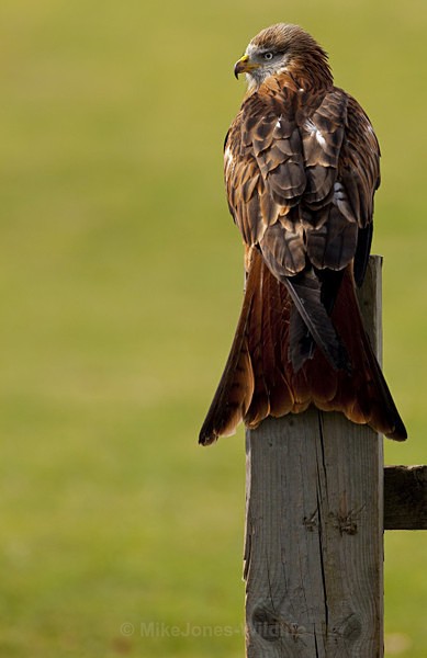 RED KITE 3 - RED KITES