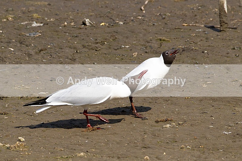 20130328-_MG_2397 - Gulls