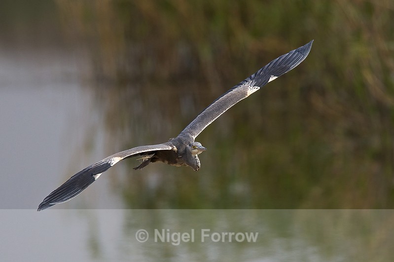 Grey Heron swoops in low & fast at the first screen - Grey Heron