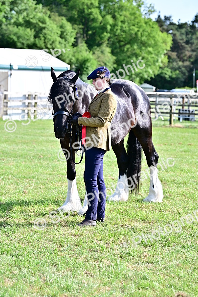 SBM_10177 - Class 63-65 - Traditional Gypsy Cobs In Hand & Ridden
