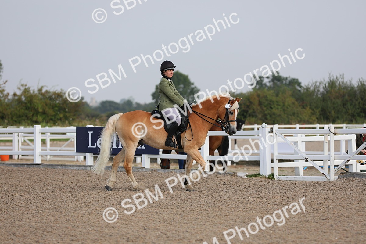 SBM_10647 - Class 303 Ridden Pure Bred Horse/Pony (excl M&M)