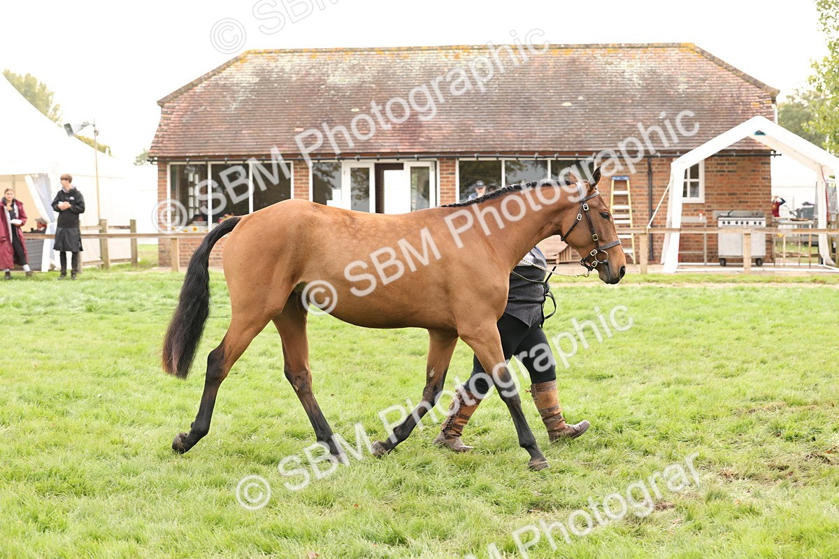 SBM_56266 - S55 - Other Coloured Horse In Hand