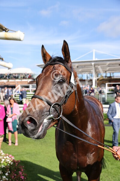 yr08102022r1-58 - Race 1 1.30pm The Coral Play 'Racing-Super-Series' for Free Nursery Handicap