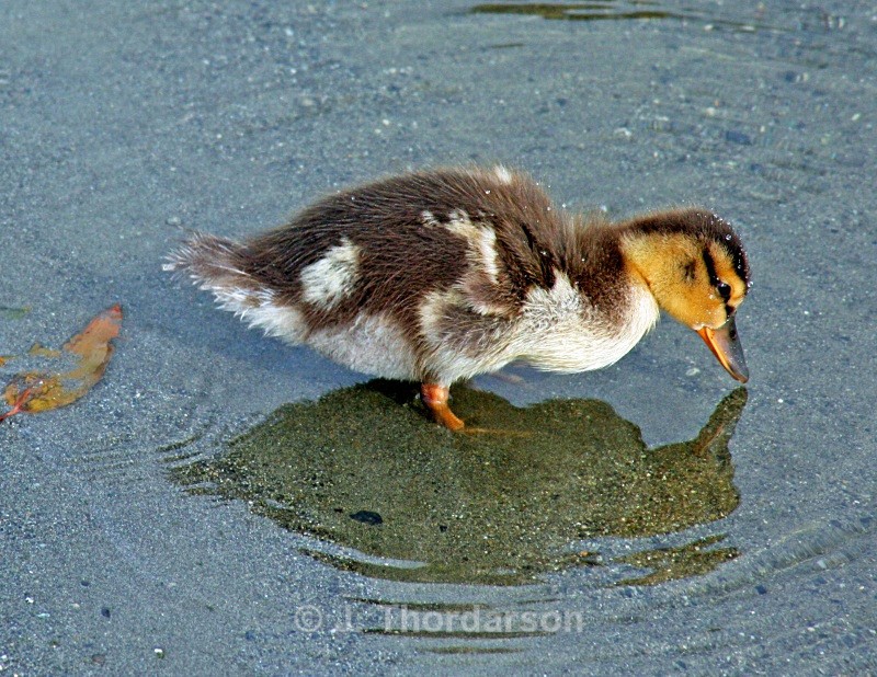  - Ducks