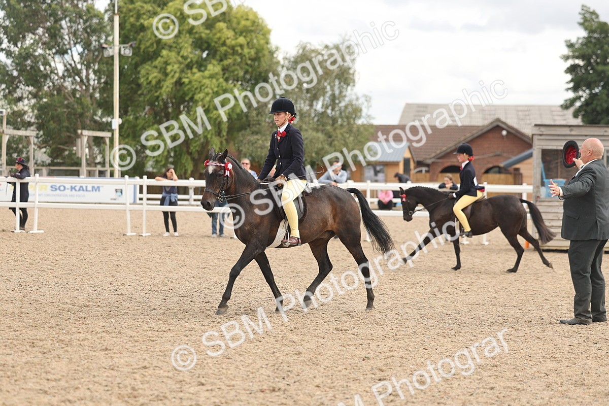 SBM_16003 - Class 311 - Ridden Show pony-Show hunter Pony