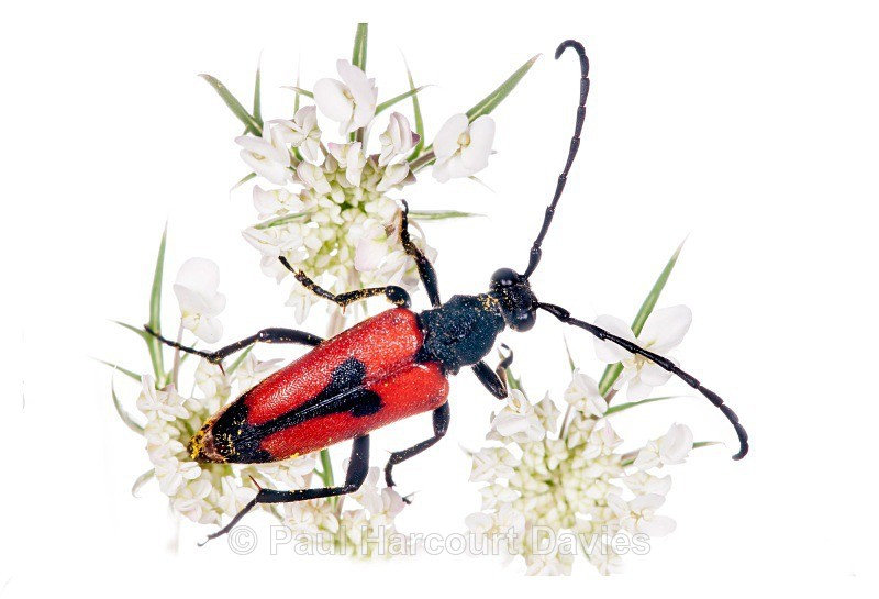 Longicorn Beetles (Stenurella bifasciata) - Small Creatures - WB