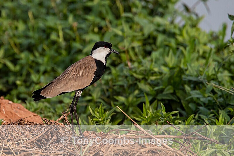 Spur-winged Lapwing - The Gambia