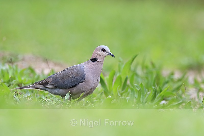 Red-eyed Dove, Simon's Town, South Africa - Red-eyed Dove