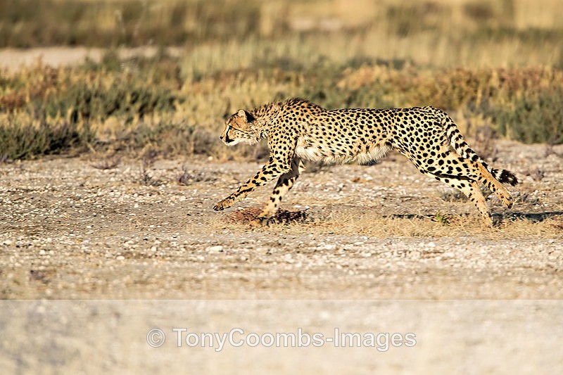 Cheetah - Etosha National Park ~ Mammals