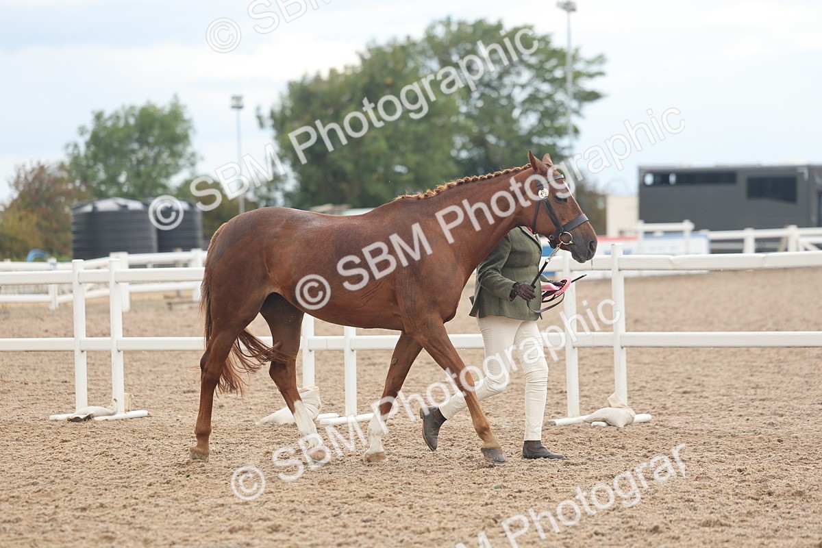 SBM_07859 - Class 27 - IH Competition Horse/Pony