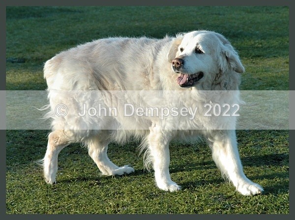 Tess Still Looking Good - Walking the Dog
