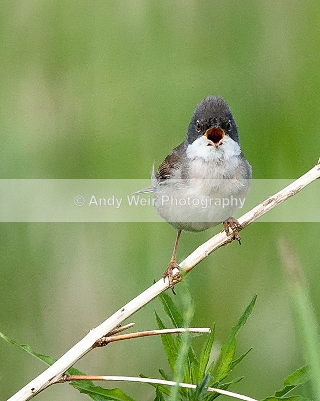 20090603-033 - Whitethroat