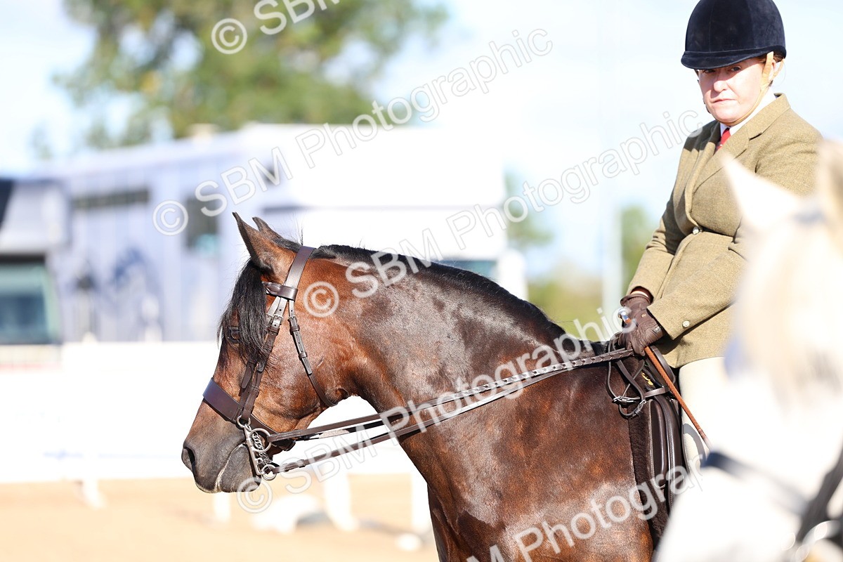 SBM_08887 - Class 302 - Ridden M&M - Large Breeds