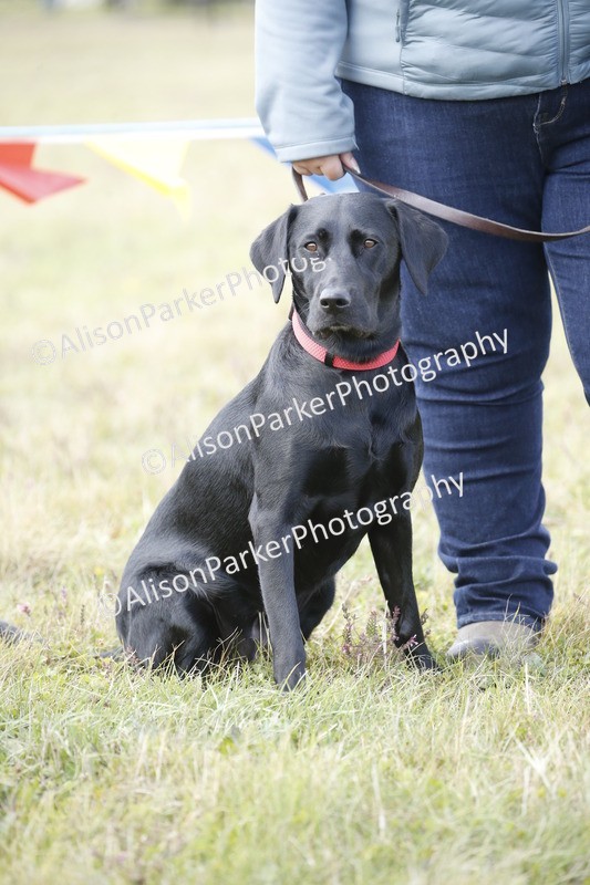 20250831-3623 - Dog Show