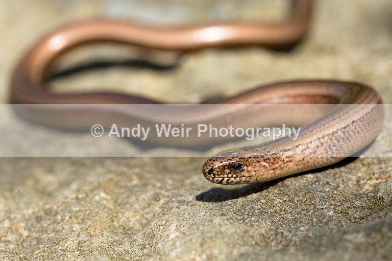 20160421-3K8A3630 - Lizards