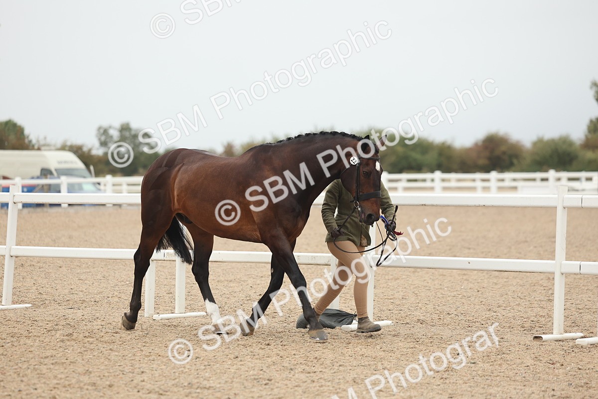 SBM_19919 - Class 318 - IH Part Bred Horse-Pony