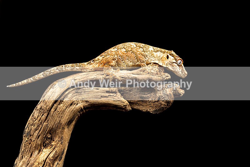 20140120-3K8A8281 - Lizards