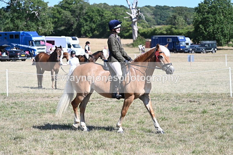 WJ7_1391 - Class 41 Prettiest Mare