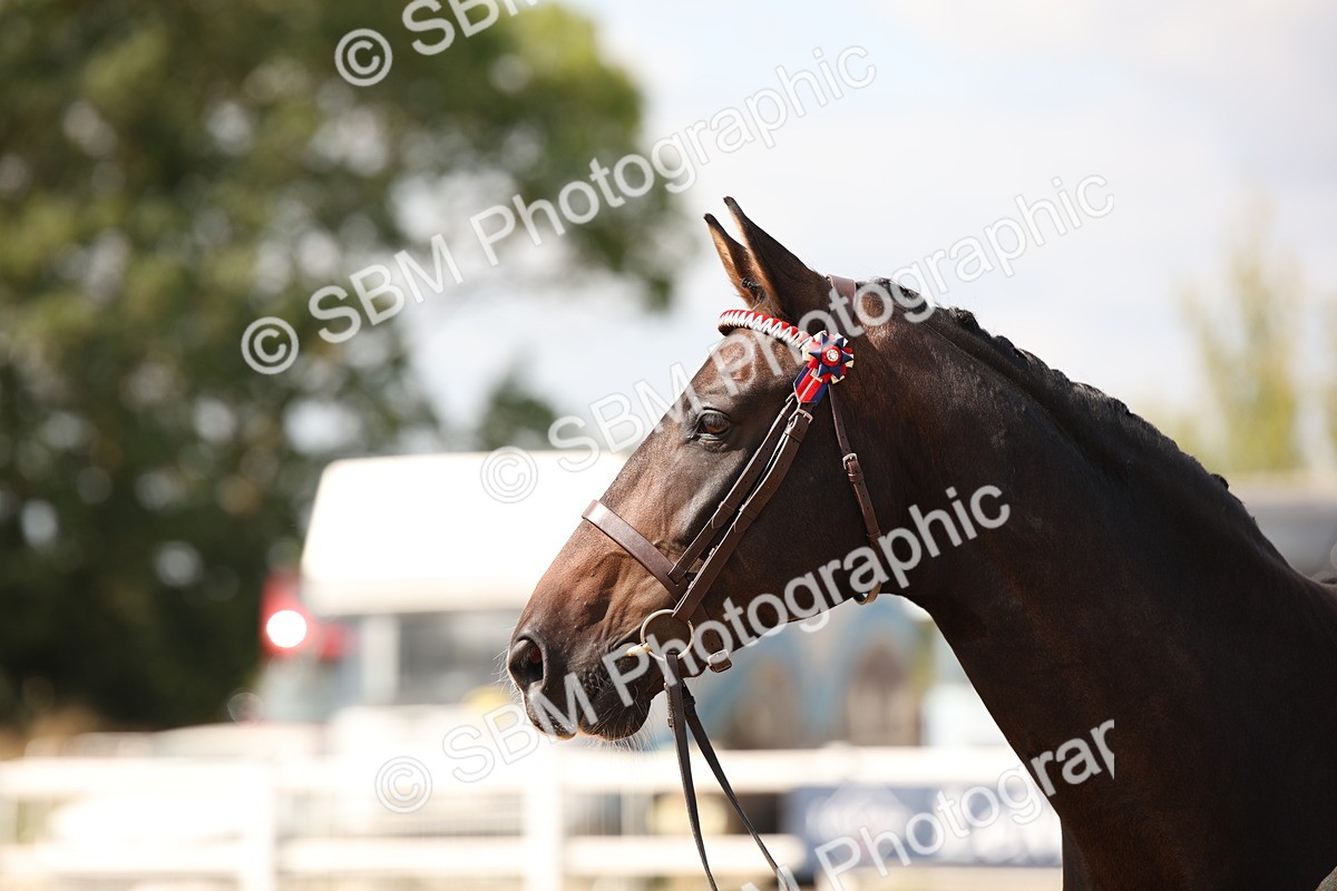 SBM_03794 - Class 19 Judge's Favourite