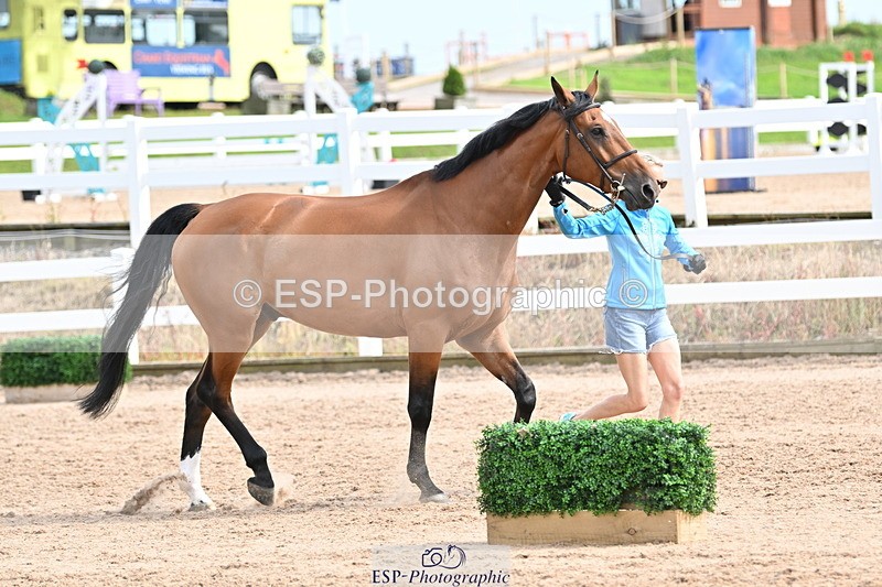 240717A-163723-03452 - Trot Up 4pm to 5pm