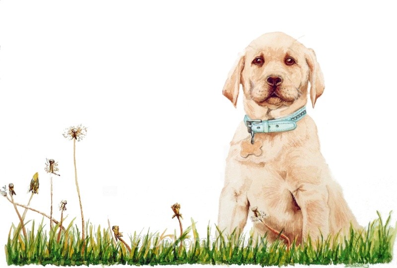 Play! - Pets