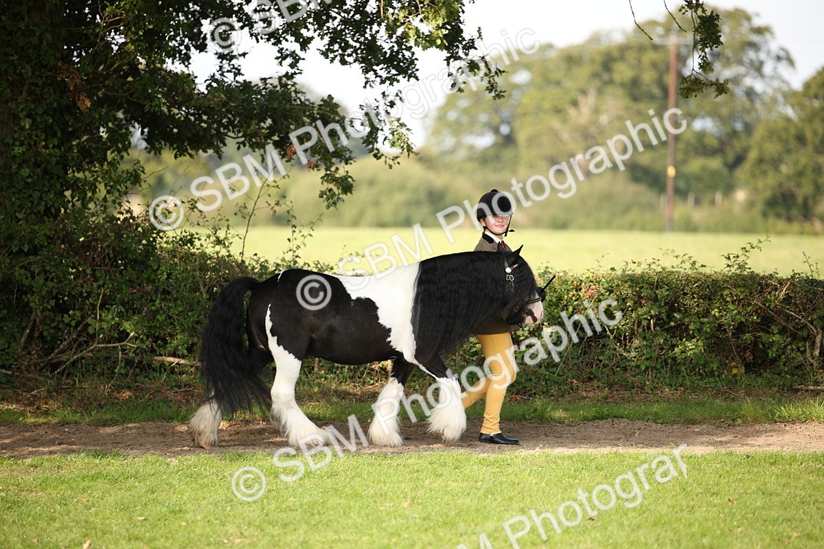 SBM_62158 - S55 - Traditional Cob In Hand