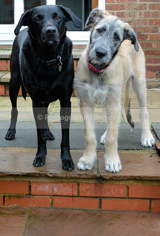  - Irish Wolfhound