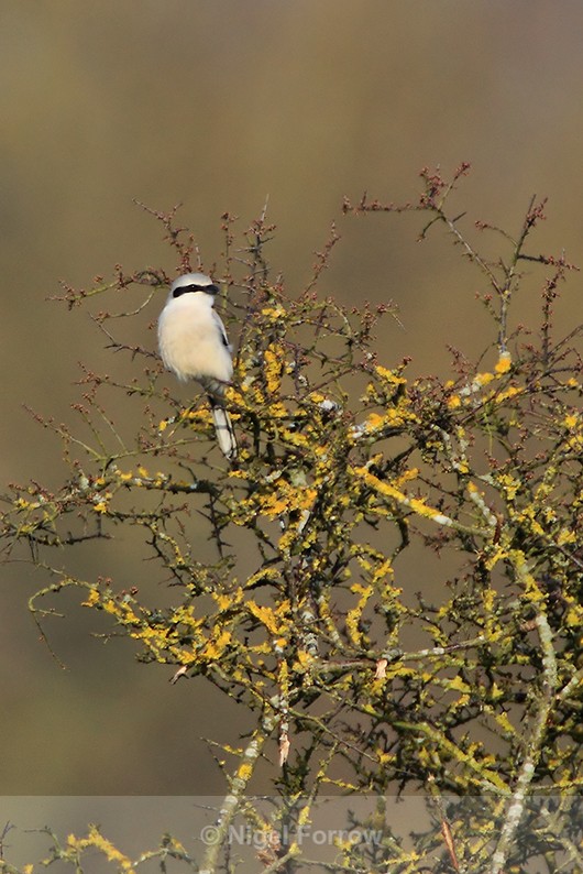 Great Grey Shrike at South Leigh, Oxfordshire - Great Grey Shrike
