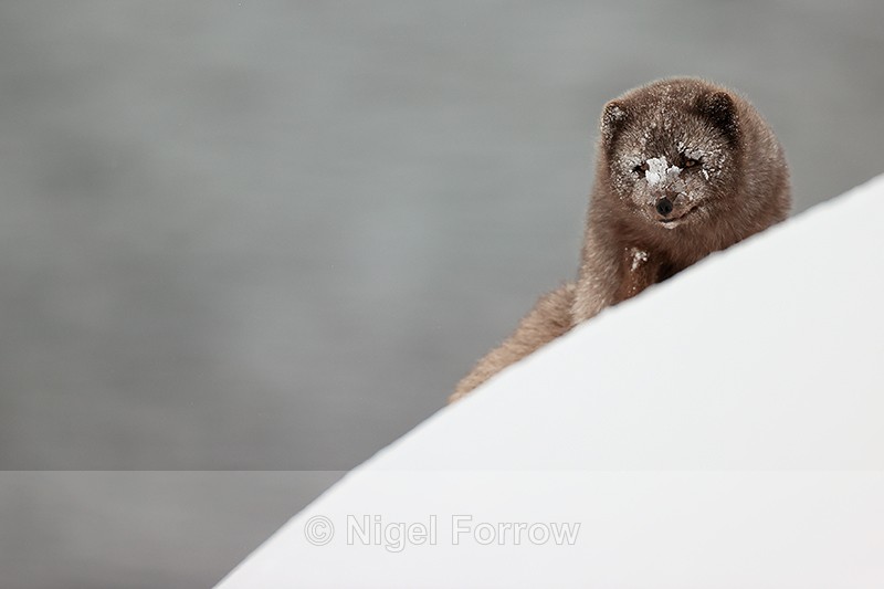 Male Arctic Fox top of slope, Hornstrandir, Iceland - Arctic Fox