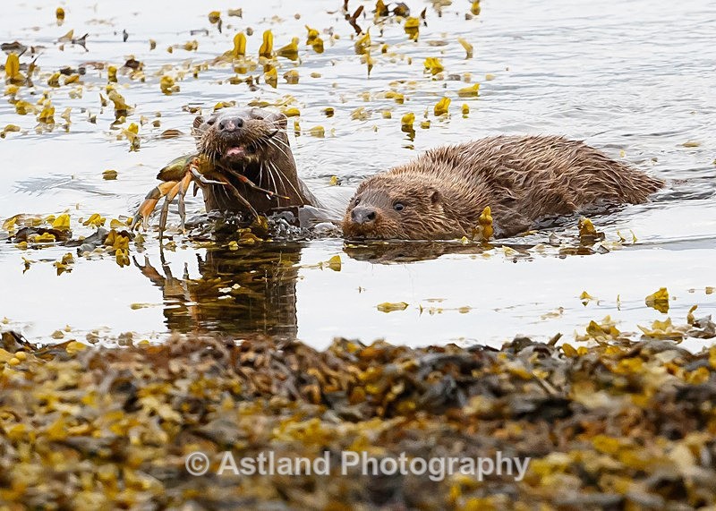 Astland Photography, Bird and Wildlife Images, Susan and Peter Wilson, U.K.