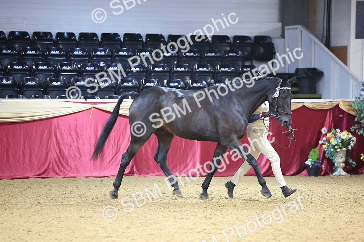 SBM_20775 - Class 902 - Supreme Final IH Veteran