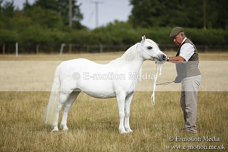 _C7A9228 - BVRC Sow 2018 Ring 2