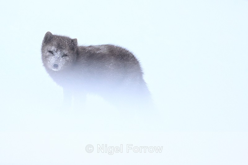 Arctic Fox in white-out, Hornstrandir, Iceland - Arctic Fox
