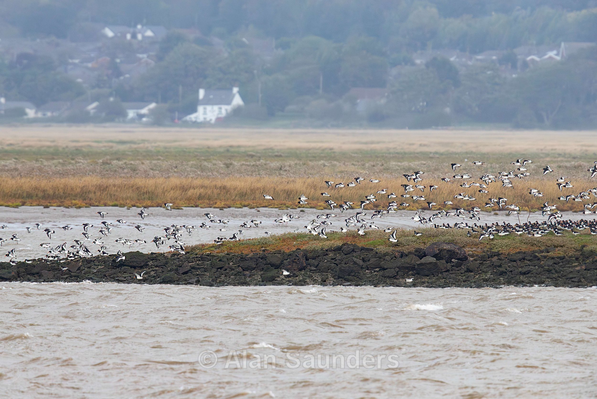 Oystercatcher 11