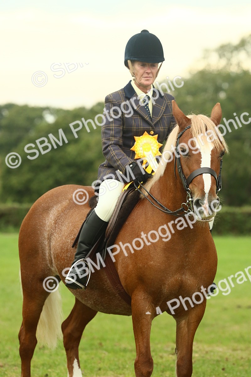 SBM_72323 - S60 - Mountain & Moorland Ridden Large Breeds