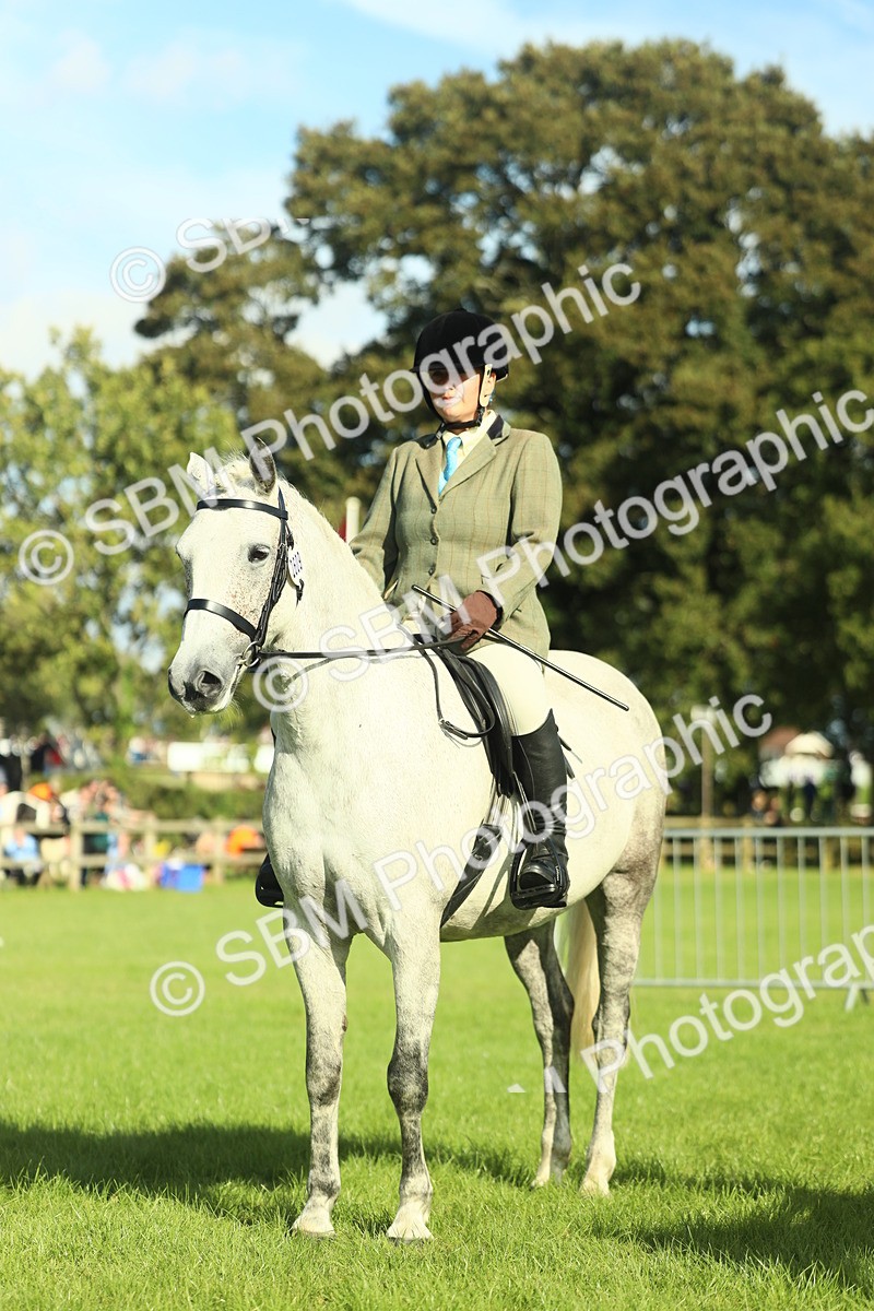 SBM_49872 - S32 - Novice & Newcomers Working Hunter