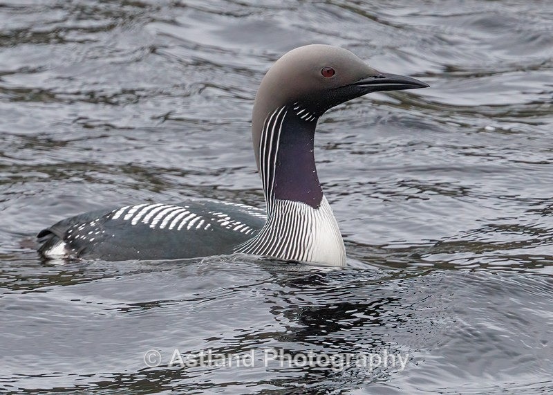 Black-throated Diver - Latest Images