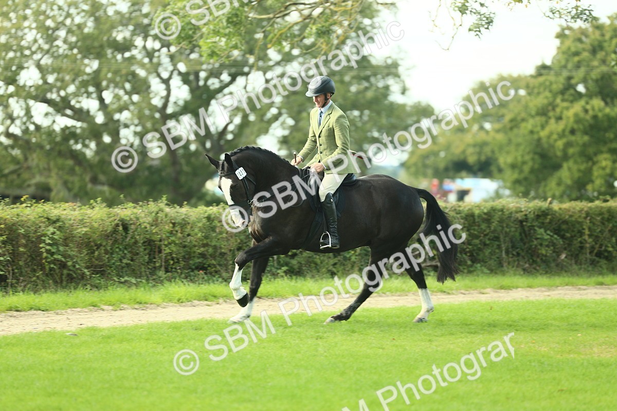 SBM_50759 - S33 - Working Hunter & Working Show Horse