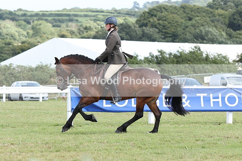 JPP_2411 - Class 19: Working Hunter 60cm