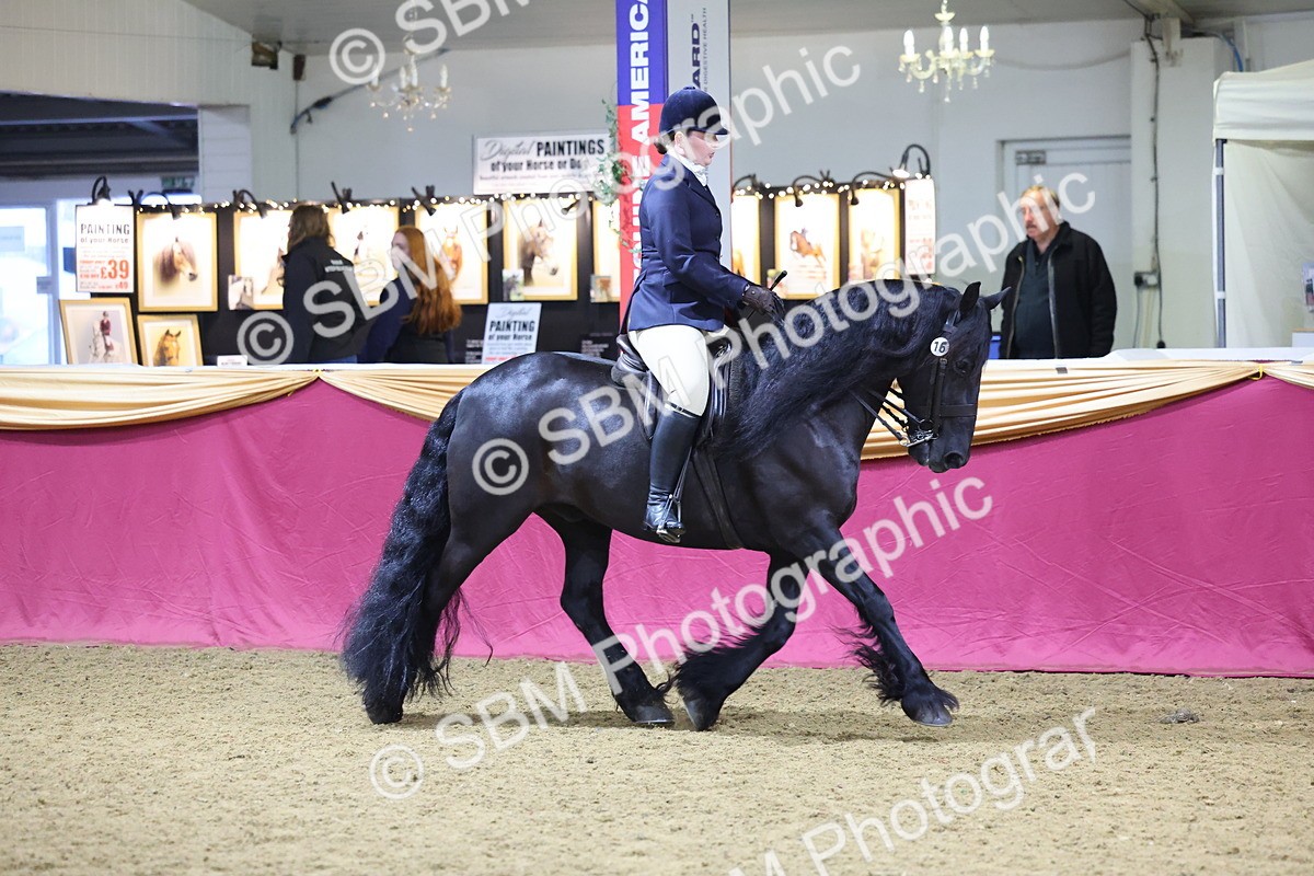 SBM_19279 - Class K Equitation Champ