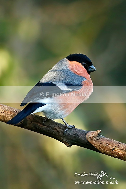 Bullfinch m 200116 42 - Nature