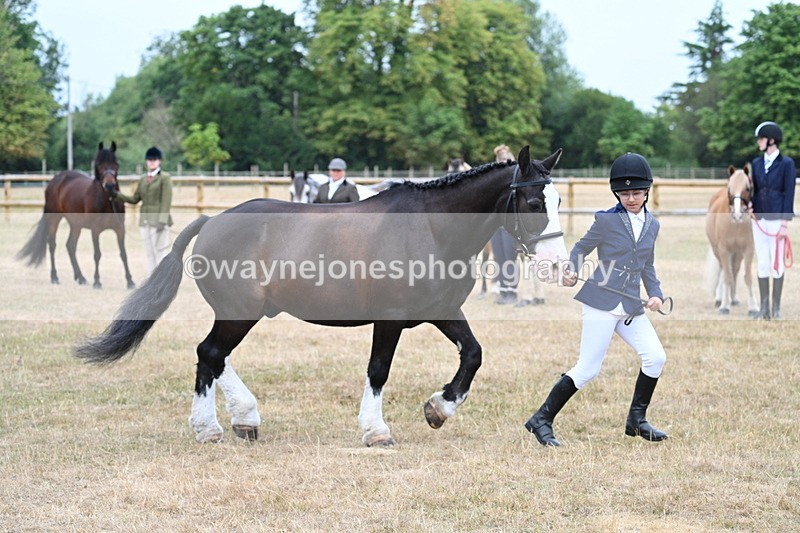 WJ7_9579 - Class 5 Most Handsome Gelding (up to 14.2hh)